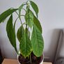 Plant Image 2