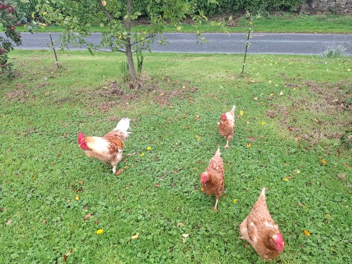 3 chickens 1 cockerel