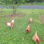 3 chickens 1 cockerel Image 3