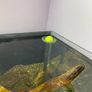 Overflow silent , sump, fish tank Image 2