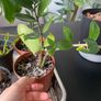 plants Image 4