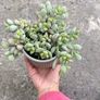 plant Image 5