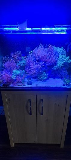 Kenya tree corals
