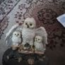 statue 3 white owls Image 2