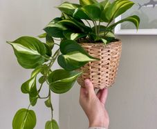 ikea fejka + pot