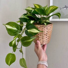 ikea fejka + pot