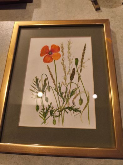 Framed poppy flowers pictuer water coloer signed J, kuhn artist June Kuhn
