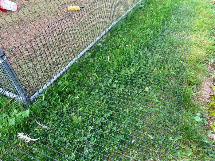 Chicken coop with two hens