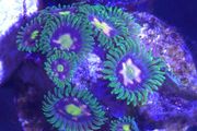 Zoa Sp. Frag