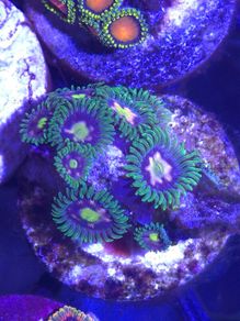 Zoa Sp. Frag