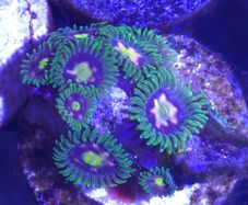 Zoa Sp. Frag