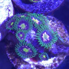 Zoa Sp. Frag
