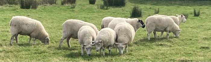 Hoggets and Lambs