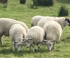 Hoggets and Lambs