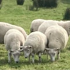 Hoggets and Lambs