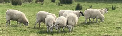 Hoggets and Lambs