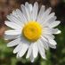 Daisy-2016