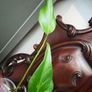 Monstera Burle Marx Flame rooting Image 5
