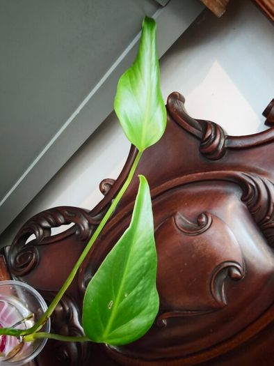 Monstera Burle Marx Flame rooting