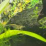 Fish Tank Neocaridina Shrimps Image 8