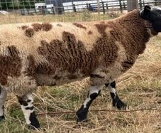Dutch Spotted Ram lamb