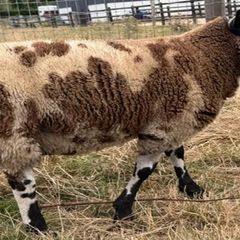 Dutch Spotted Ram lamb