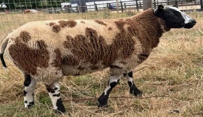 Dutch Spotted Ram lamb
