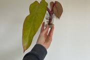 Philodendron Painted Lady