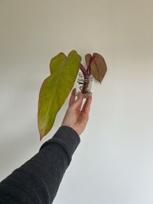 Philodendron Painted Lady
