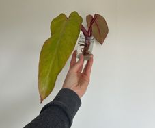 Philodendron Painted Lady