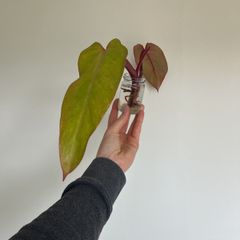 Philodendron Painted Lady