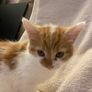 Kittens for adoption Image 3