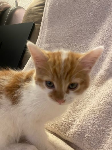 Kittens for adoption