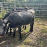 Heifers Image 4