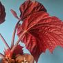 begonia Image 3