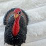 Schleich 13900 Turkey approx. 7 cm Series Wild Animals Used Please see photos Image 5