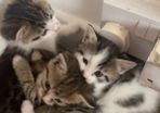 kitten adoption