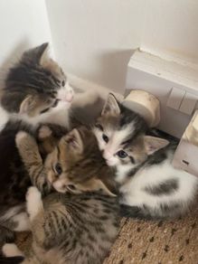 kitten adoption