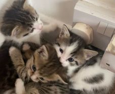 kitten adoption