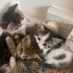 kitten adoption