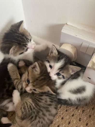 kitten adoption