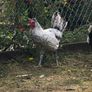 Appenzeller Rooster Image 2