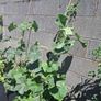 Cucumber Plant Image 2