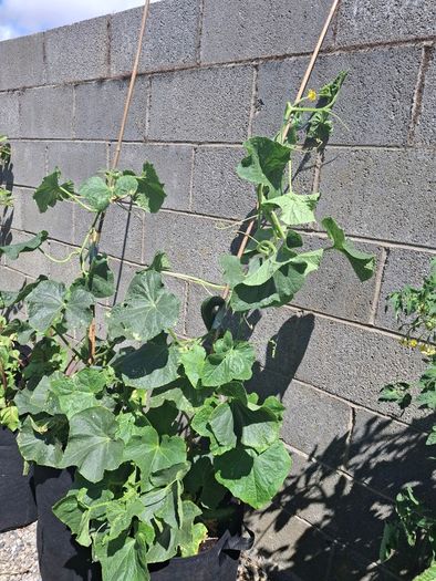 Cucumber Plant