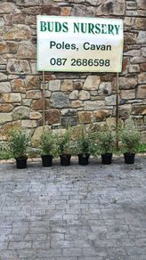Cotoneaster Coral Berry Hedging just 5 euro