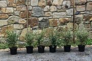 Cotoneaster Coral Berry Hedging just 5 euro