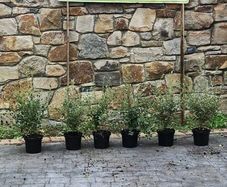 Cotoneaster Coral Berry Hedging just 5 euro