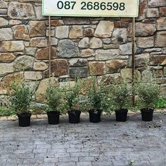 Cotoneaster Coral Berry Hedging just 5 euro