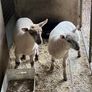 Ewe For Sale Image 6
