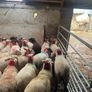 50 super ewe lambs Image 4